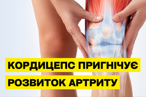 Cordyceps suppresses the development of arthritis photo