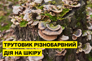 Трутовик різнобарвний піклується про вашу шкіру фото