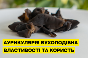 Auricularia auricula: Properties and Benefits photo