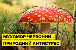 Amanita Muscaria – A Natural Antistress Remedy photo