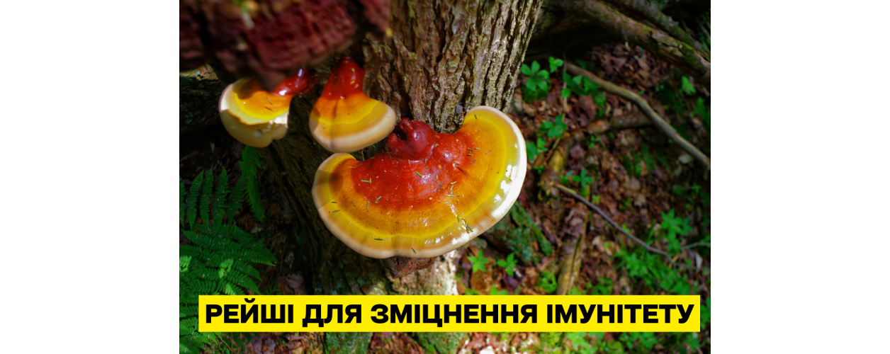 Гриб Рейші (Ganoderma lucidum) — природний імуномодулятор для зміцнення імунітету