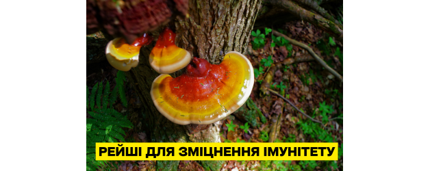Гриб Рейші (Ganoderma lucidum) — природний імуномодулятор для зміцнення імунітету