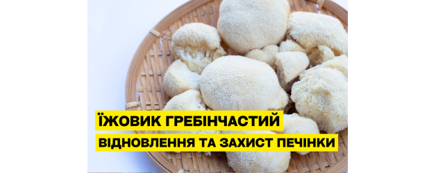 Їжовик гребінчастий і печінка: як гриб допомагає її відновити та захистити