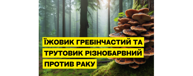 Їжовик гребінчастий та трутовик різнобарвний при онкології: застосування екстрактів