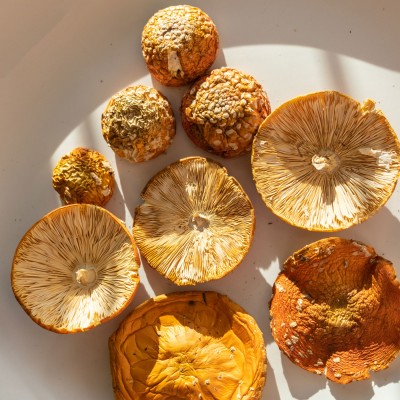 Red fly agaric caps