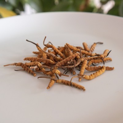 Кордицепс китайський (Cordyceps sinensis)