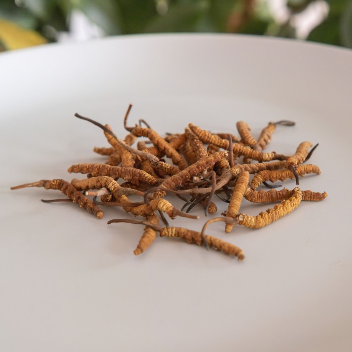 Cordyceps sinensis (Chinese cordyceps)