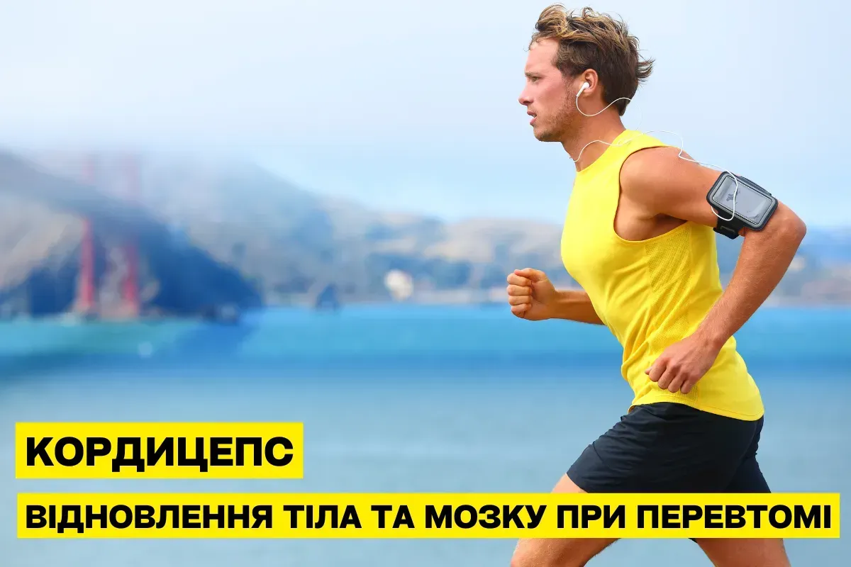 Как кордицепс помогает восстановить истощённое тело и мозг после переутомления