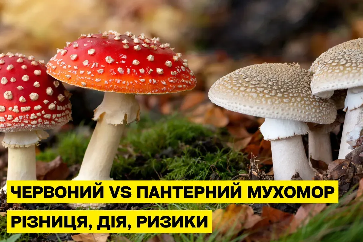 В чём разница между красным и пантерным мухомором: действие, состав и безопасность