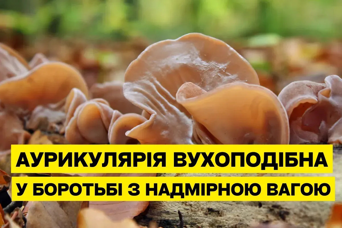 Аурикулярия уховидная (Иудино ухо): природное средство для похудения и поддержания здоровья