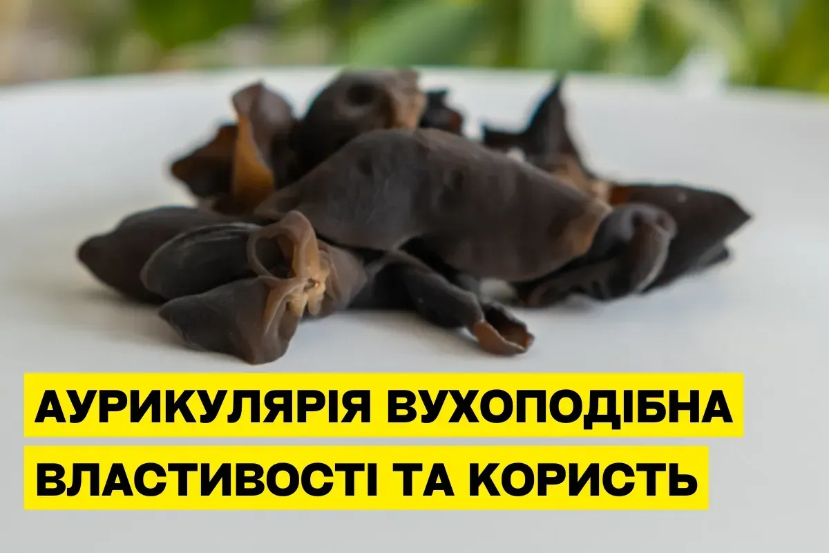 Аурикулярия уховидная (Auricularia auricula): свойства, польза и где купить