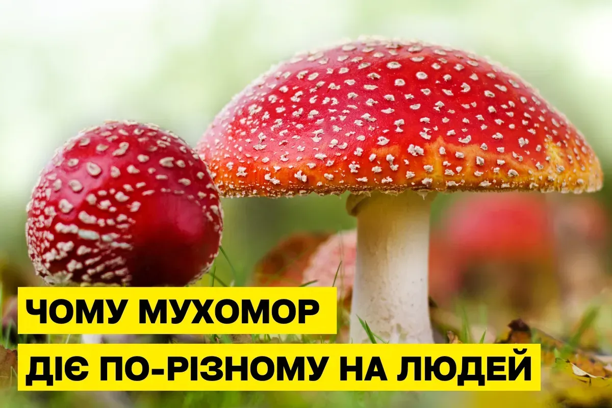 Почему мухомор (Amanita muscaria) действует по-разному на людей