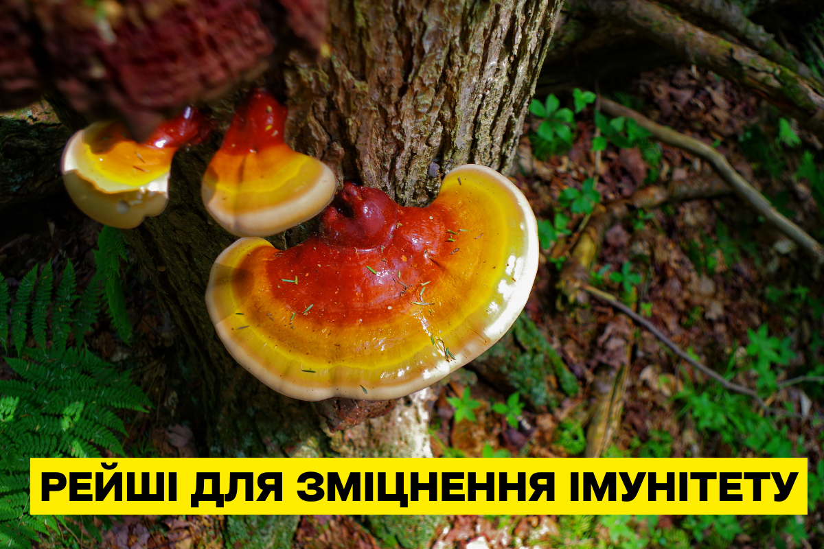 Гриб Рейши (Ganoderma lucidum) — природный иммуномодулятор для укрепления иммунитета