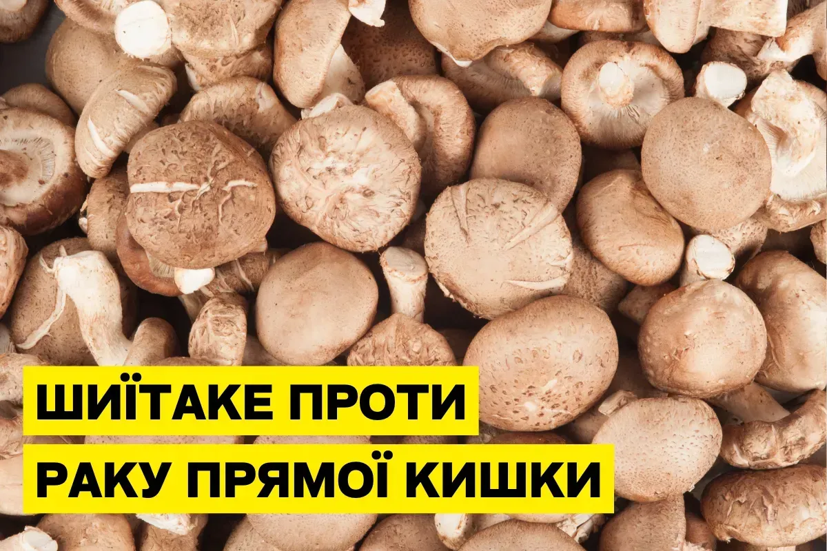 Гриб Шиитаке (Lentinula edodes) в лечении и профилактике рака прямой кишки