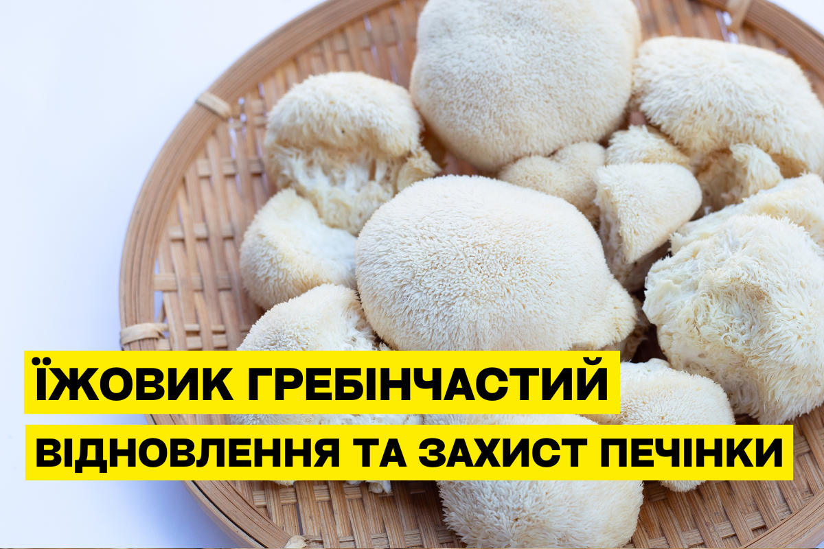 Ежовик гребенчатый и печень: как гриб помогает её восстановить и защитить