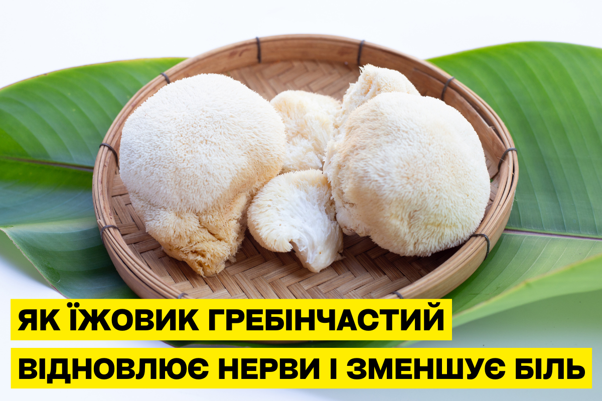 Їжовик гребінчастий: природна допомога для настрою та сну при надмірній вазі