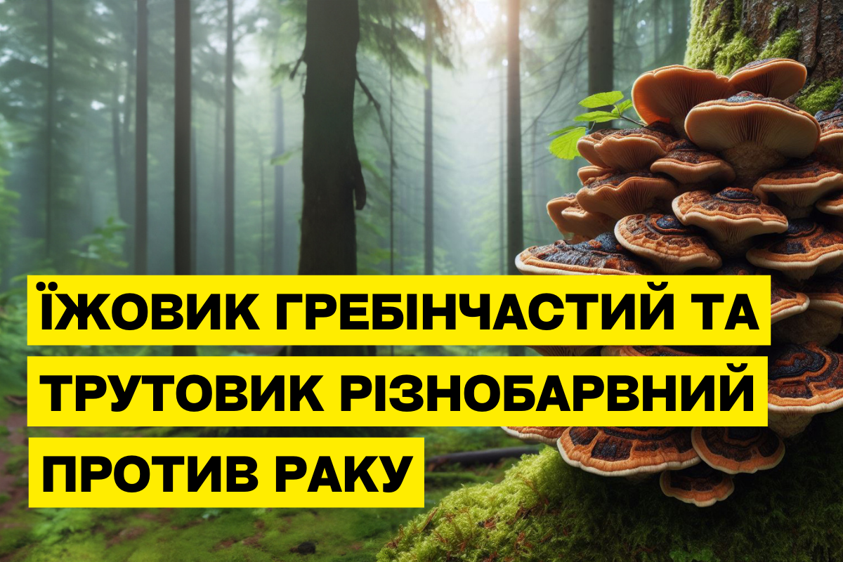 Їжовик гребінчастий та трутовик різнобарвний при онкології: застосування екстрактів