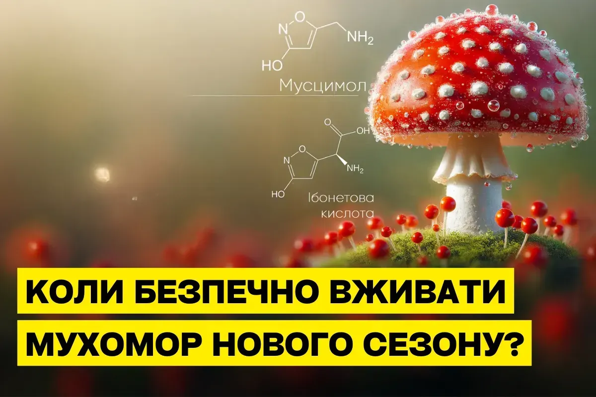 Безопасное употребление красного мухомора нового сезона: правила сушки и дозировки