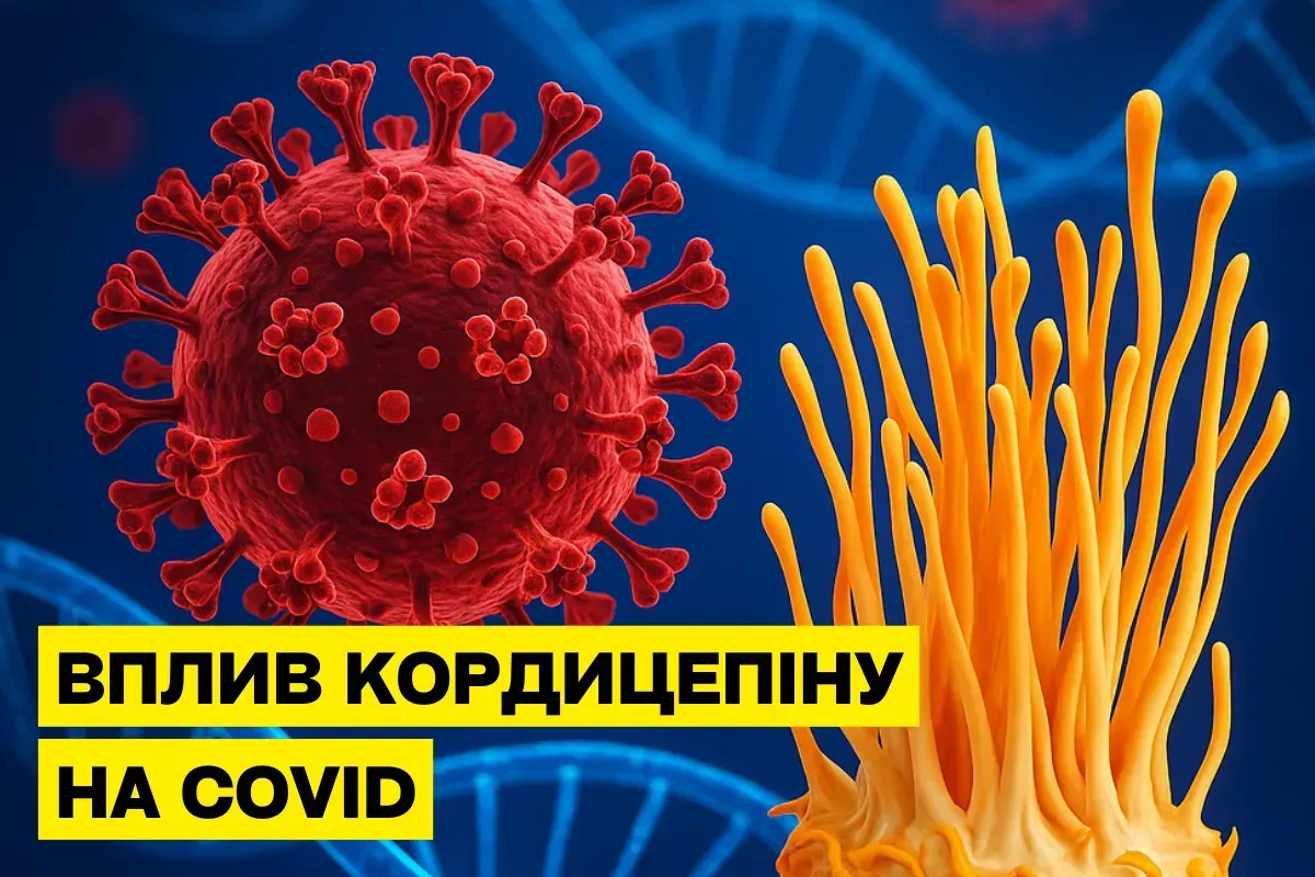 Кордицепин из Cordyceps militaris в борьбе с COVID-19