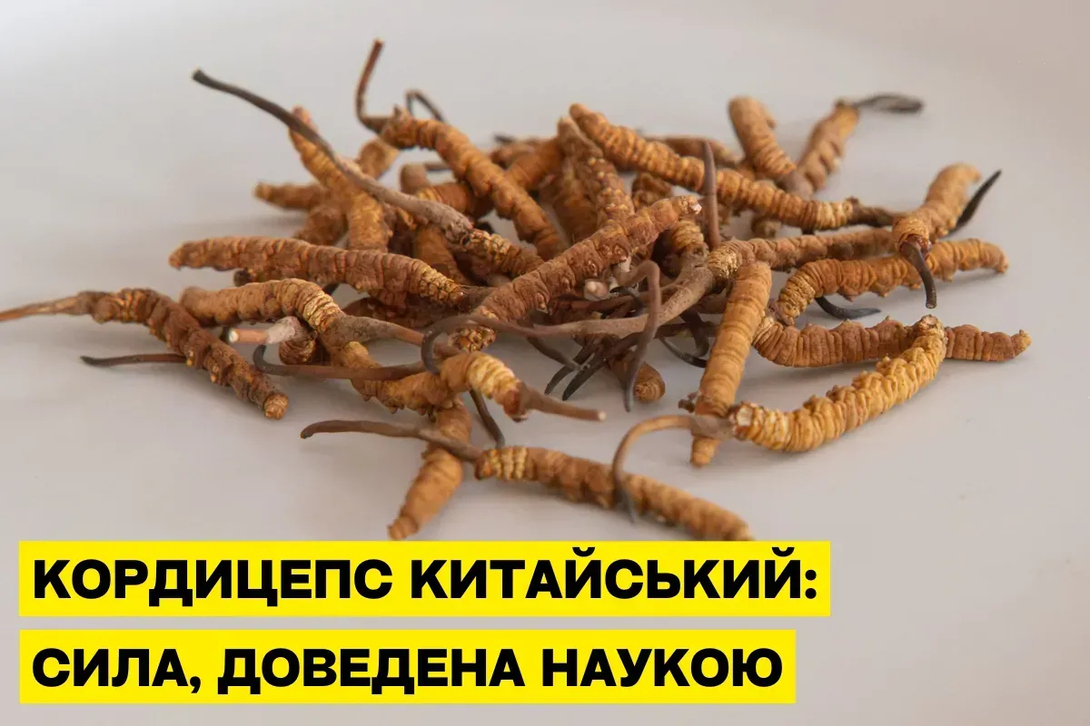 Кордицепс китайский (Cordyceps sinensis): действие на организм человека