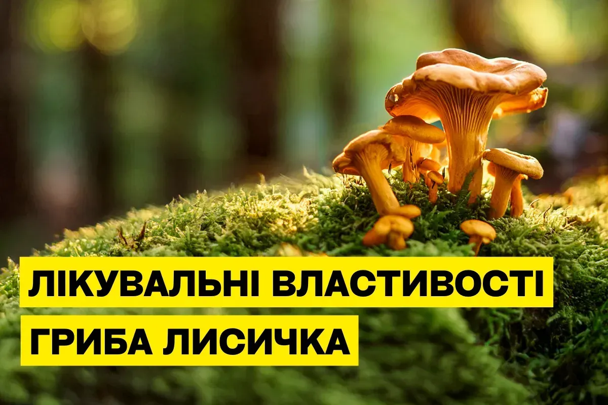 Лисичка звичайна (Cantharellus cibarius): лікувальні властивості та користь екстракту
