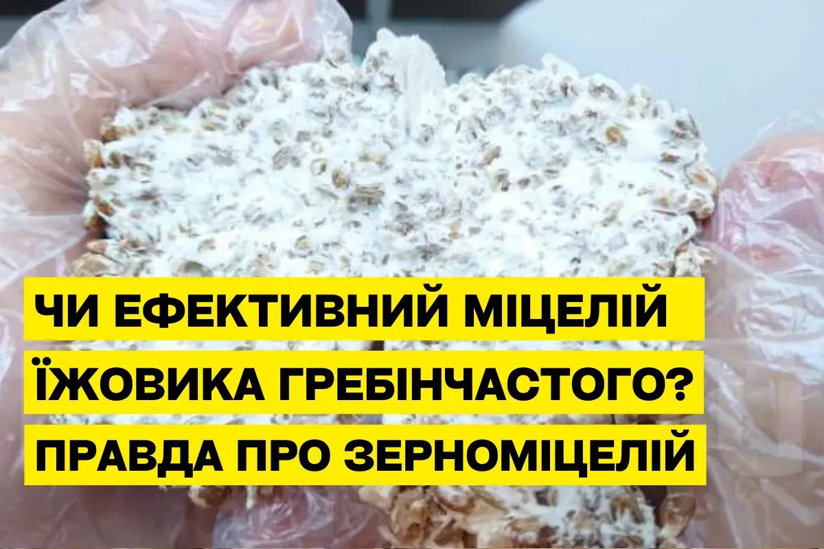 Почему мицелий Ежовика гребенчатого на зерне не работает: научное объяснение