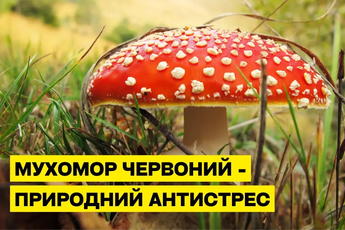 Мухомор красный (Amanita muscaria): природная поддержка нервной системы и снижение стресса