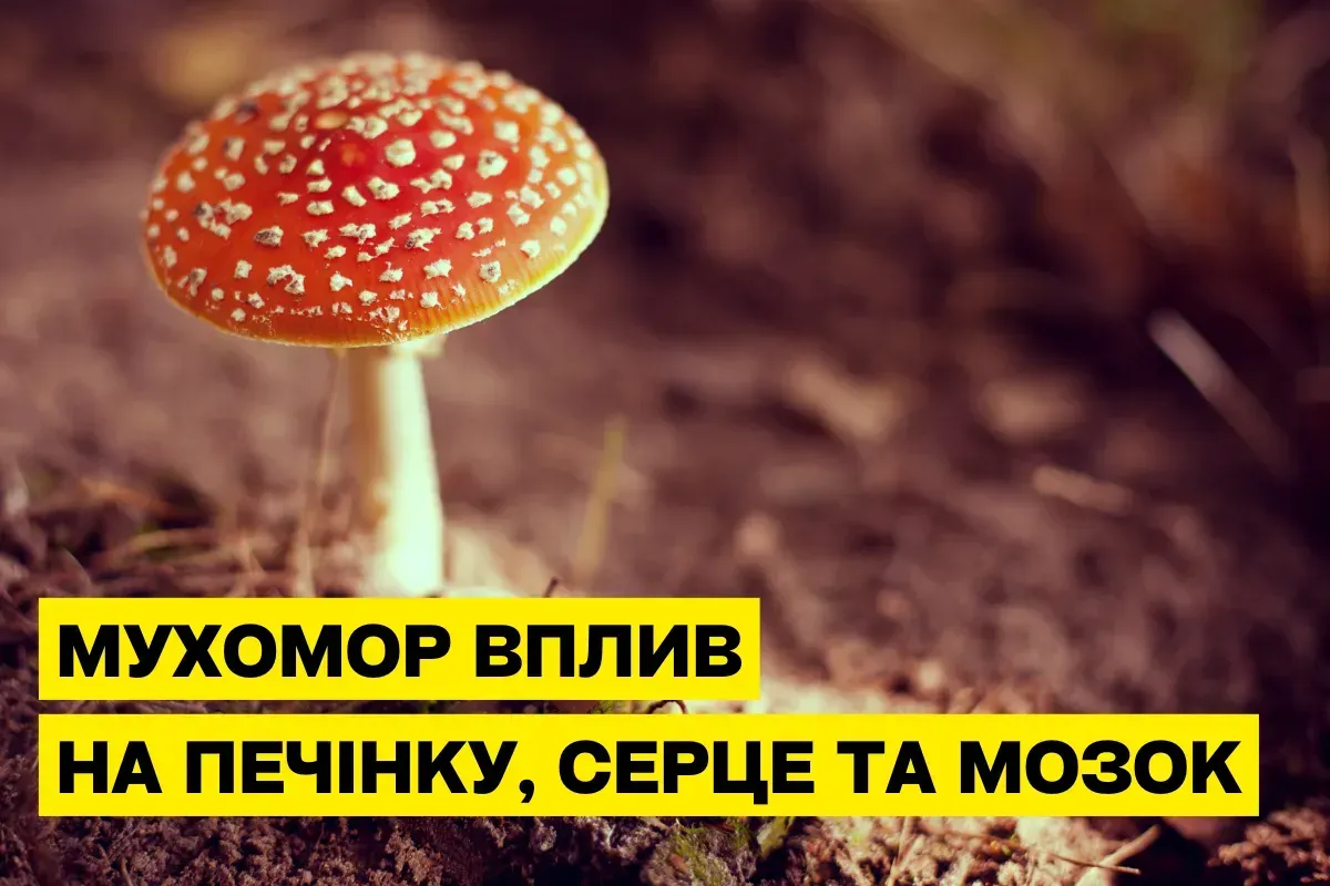 Лечебные свойства красного мухомора: новые возможности применения