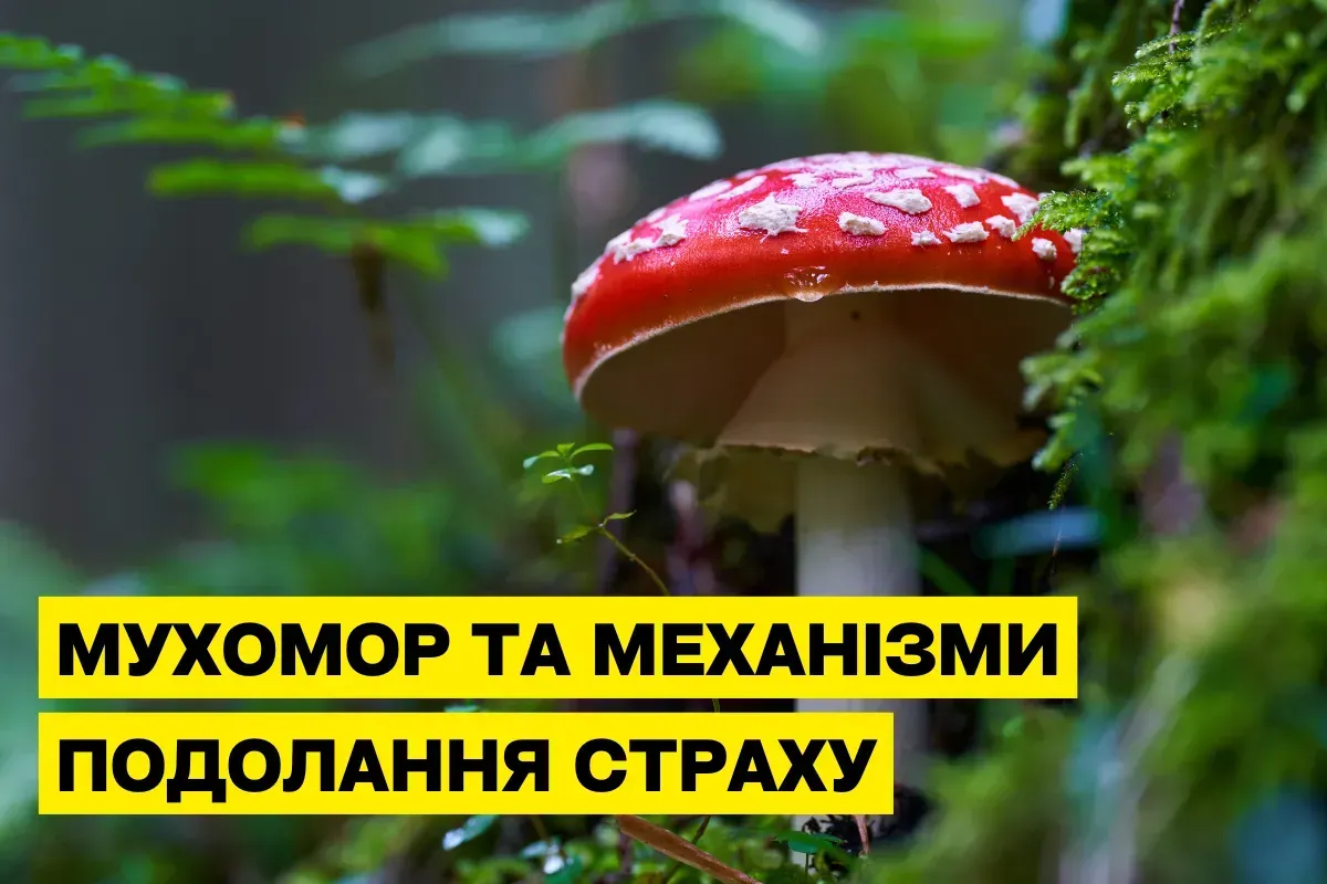 Как мусцимол из мухомора помогает преодолеть страх и тревожность