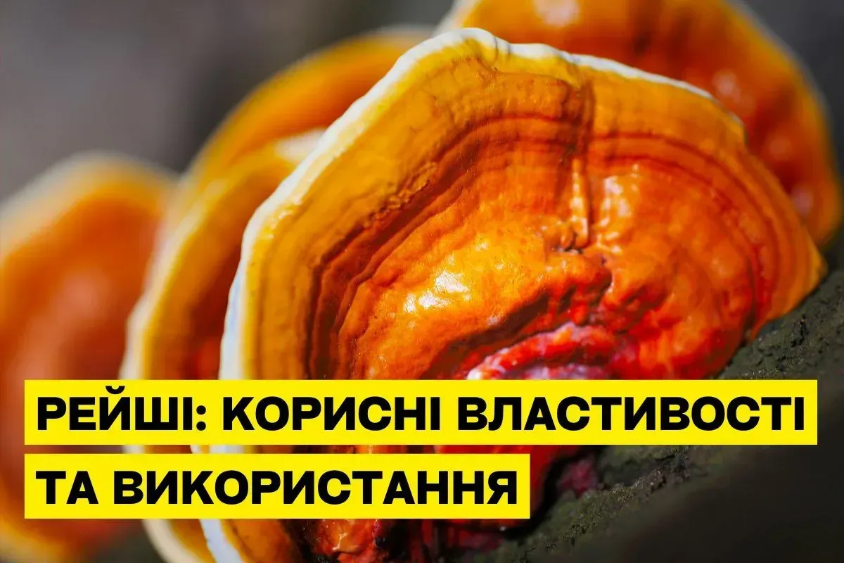 Гриб Рейши (Ganoderma lucidum): свойства, польза и применение