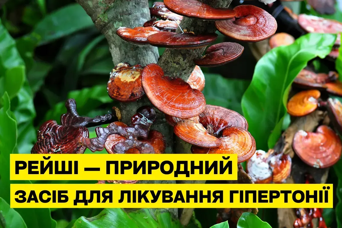 Как гриб Рейши помогает при гипертонии: научные факты и польза для здоровья