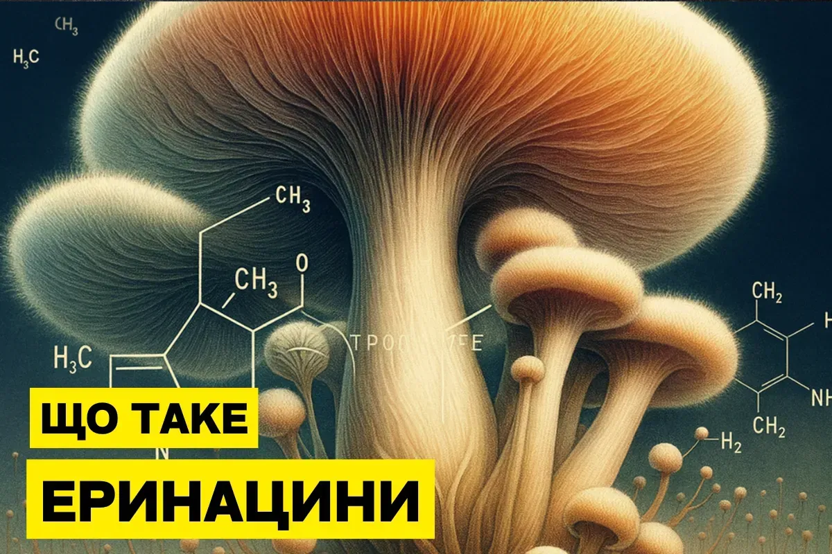 Еринацини — нейротрофічні сполуки гриба Hericium erinaceus