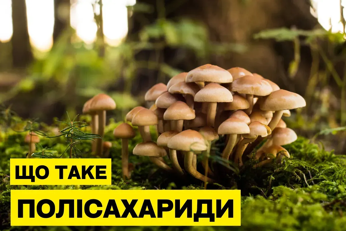 Полісахариди та бета-глюкани в грибах: у чому різниця і що обрати?