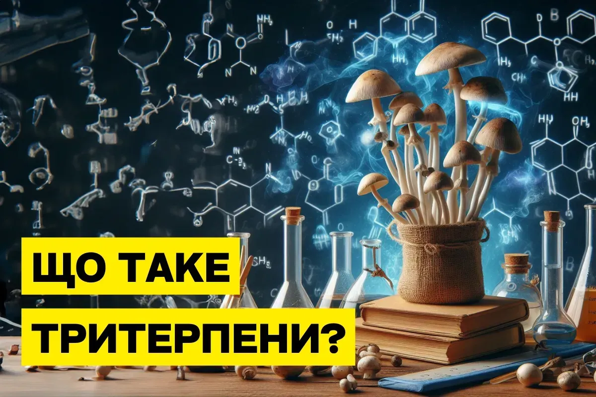 Що таке тритерпени?