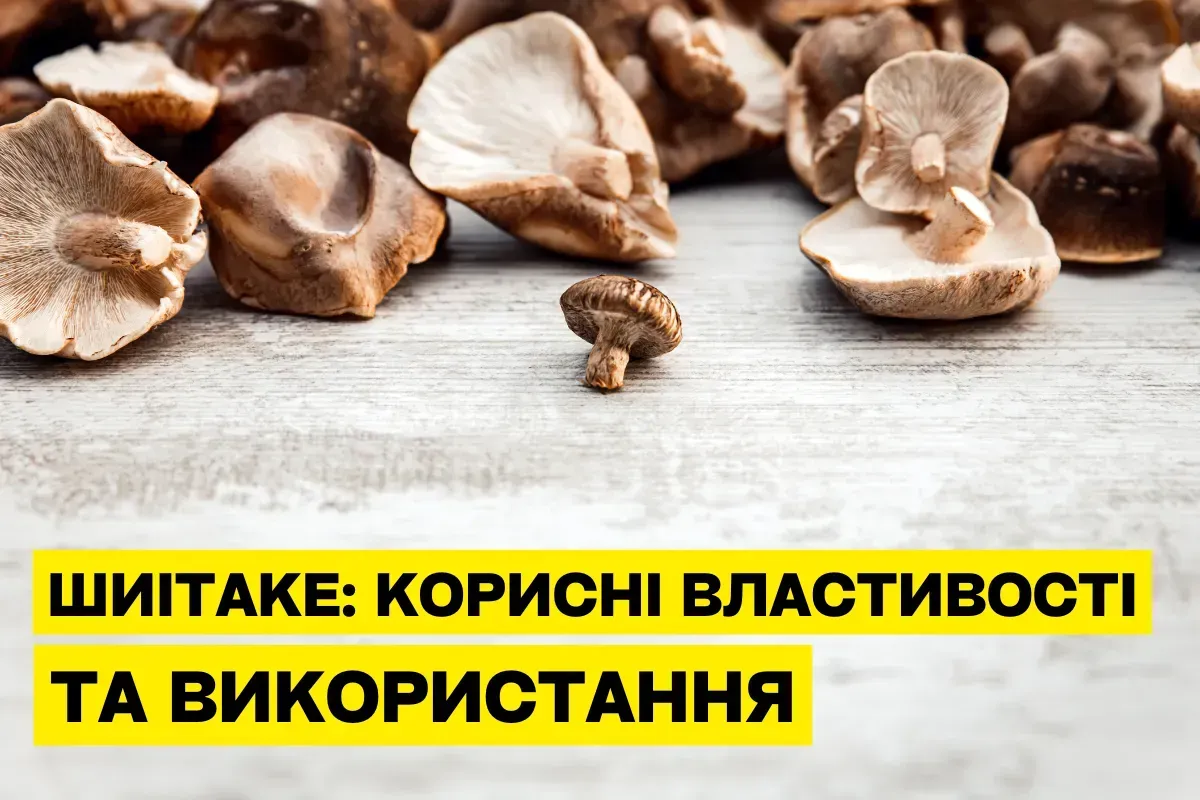 Шиитаке (Lentinula edodes): свойства, польза, применение