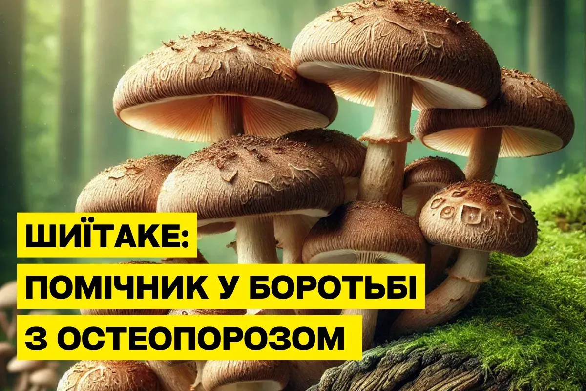Шиитаке: Помощник в борьбе с остеопорозом