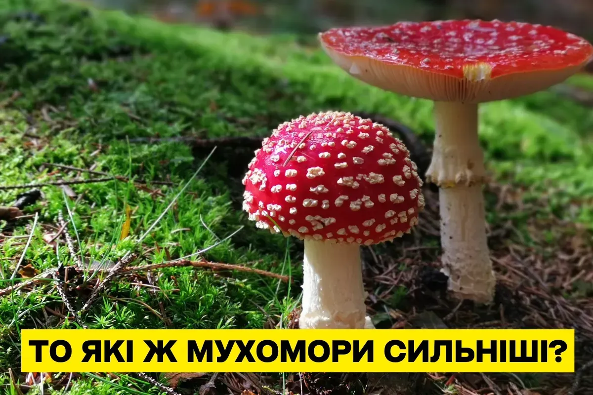 Какие же мухоморы сильнее?