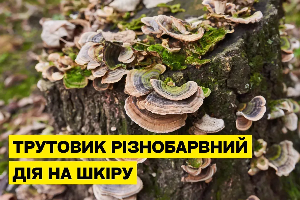 Трутовик разноцветный (Trametes versicolor) для здоровья и красоты кожи