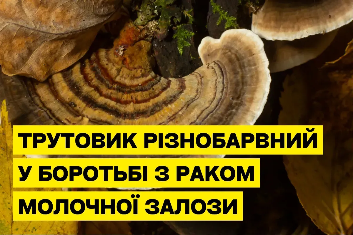 Трутовик разноцветный (Trametes versicolor) и рак молочной железы: новые открытия