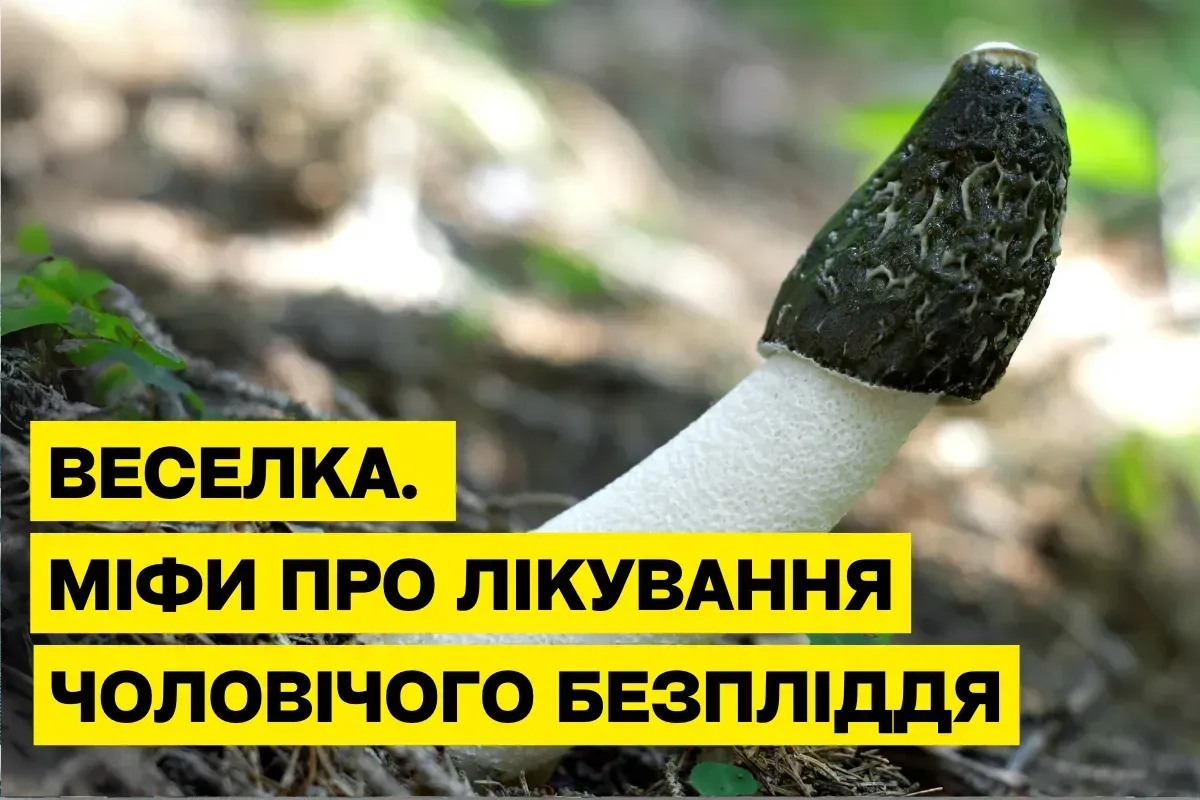 Гриб Весёлка и мужская фертильность: мифы о лечении бесплодия