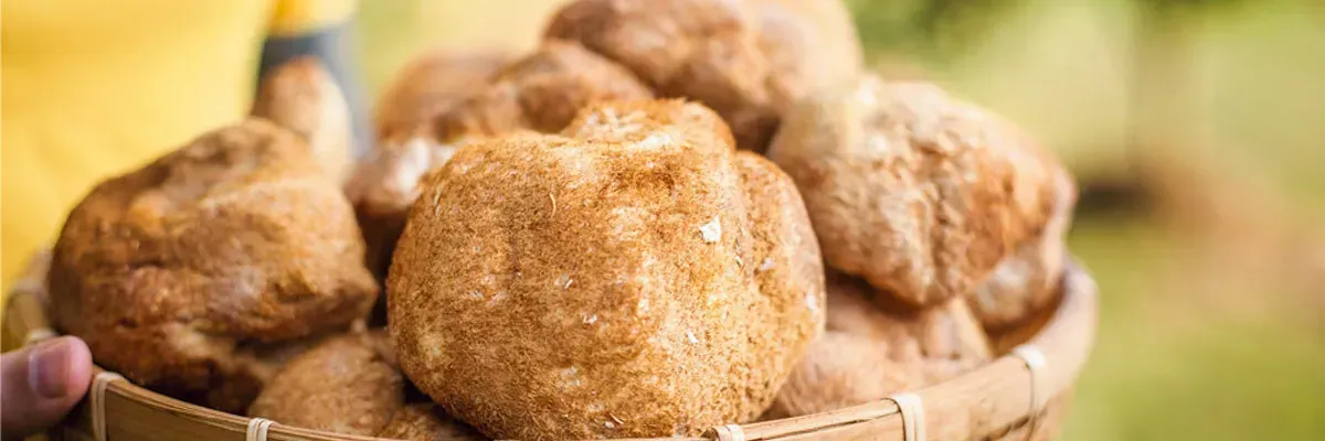 Їжовик гребінчастий (Hericium erinaceus): властивості, користь для мозку та нервової системи