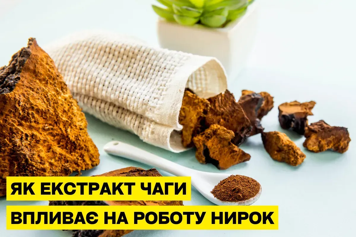 Как экстракт чаги влияет на почки