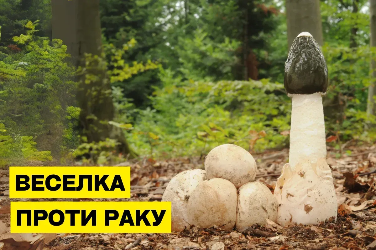 Влияние гриба Весёлка (Phallus impudicus) на рак: научные исследования и польза