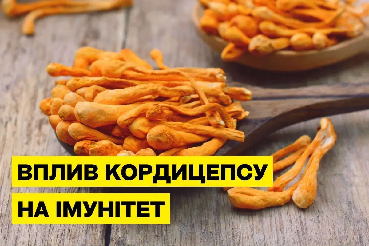 Кордицепс мілітаріс (Cordyceps militaris): вплив на імунітет та захист організму