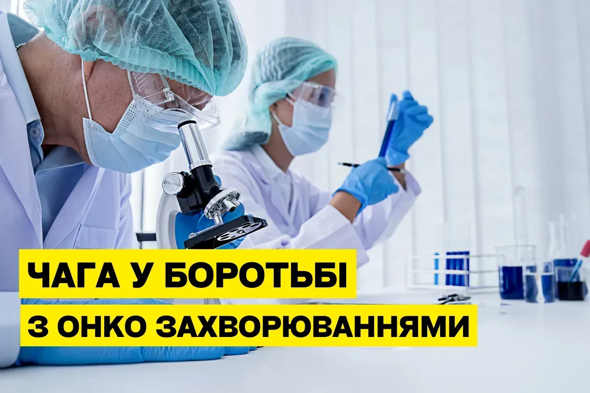 Гриб Чага: уникальные свойства в борьбе с онкологией