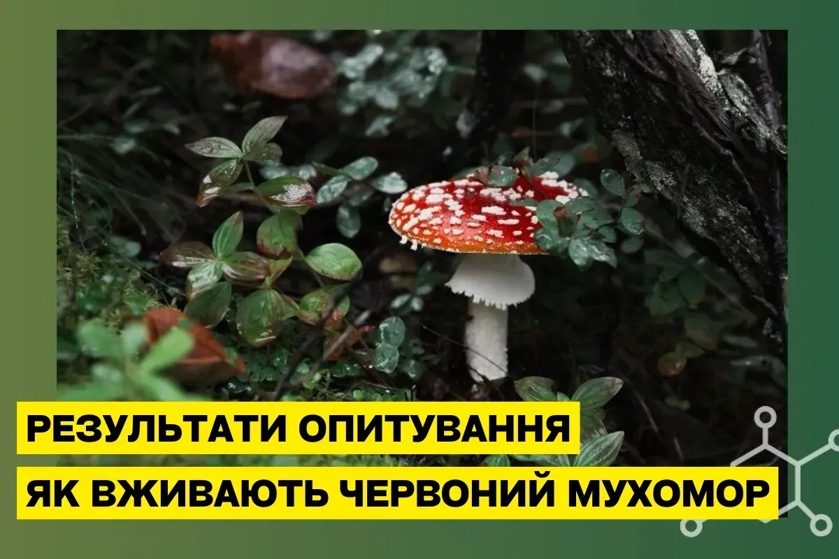Подход к употреблению красного мухомора: результаты опроса