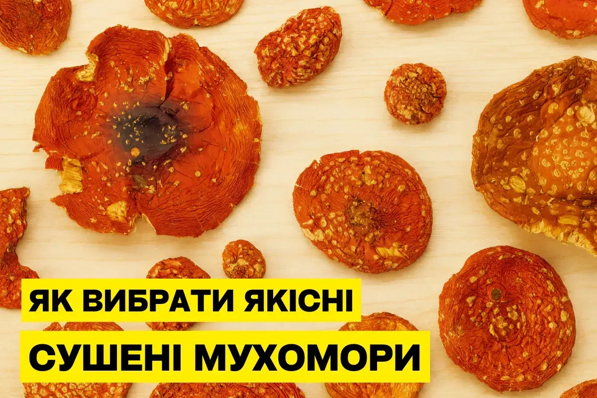 Как выбрать и купить качественный мухомор красный для микродозинга