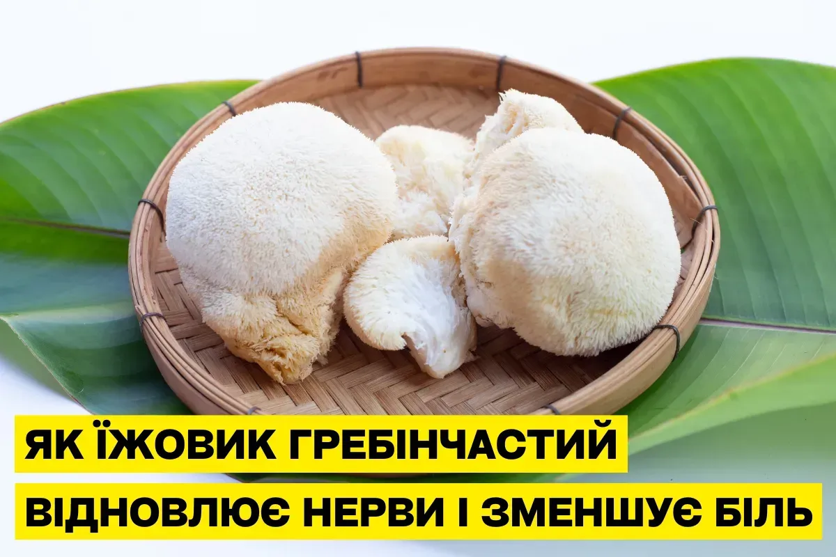 Как Ежовик гребенчатый (Hericium erinaceus) естественным образом восстанавливает нервы и уменьшает боль