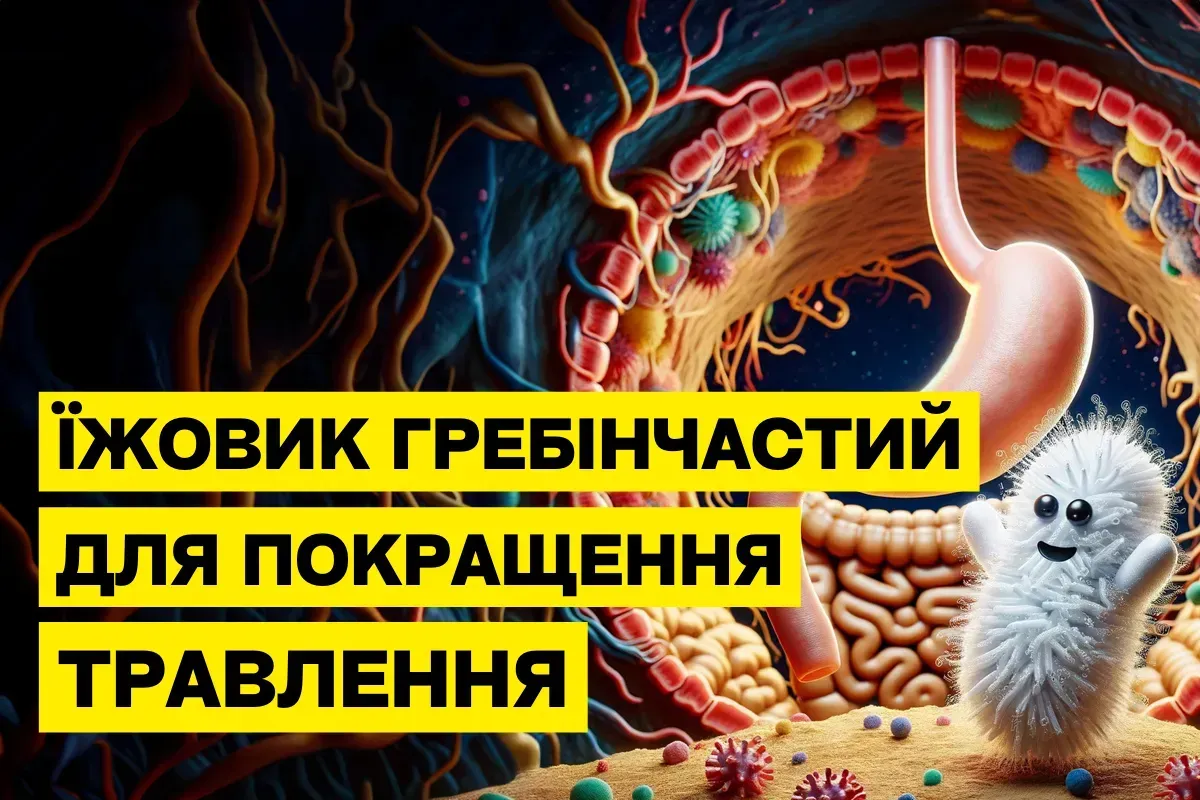 Как Ежовик гребенчатый помогает улучшить пищеварение и поддержать здоровье желудка