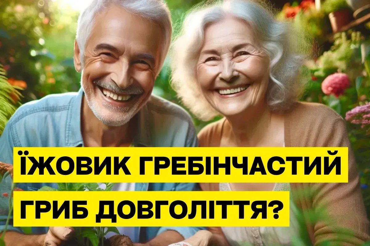 Їжовик гребінчастий: як гриб довголіття допомагає уповільнити старіння